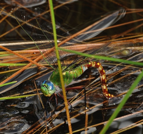 Female ovipositing
12 July 2009  FL